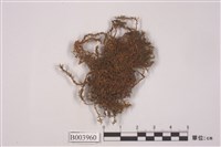 藏品(擬三列真苔)的圖片